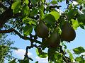 2009-0731-1520_Pears_21,2C